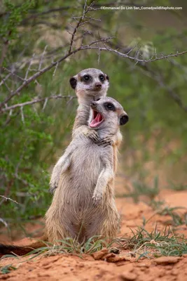 Самые смешные фотографии животных Comedy Wildlife Photography Awards 2022 |  Пикабу