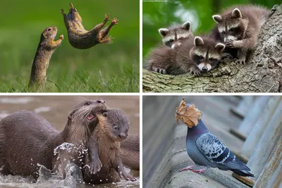 Самые смешные фото животных мира: прикольная подборка с конкурса Comedy  Wildlife Photo Awards