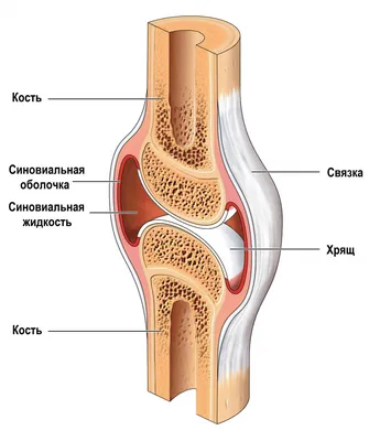 Суставы человека: анатомия и классификация