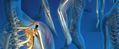 Биомеханика коленного сустава. Статьи