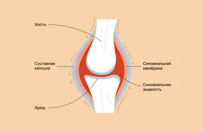 Медицинский плакат "Стопа и суставы стопы, анатомия и патология" - 1002232  - VR6176L - ZVR6176L - Sistema Esqueletico - 3B Scientific