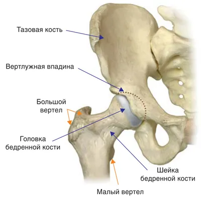 Лечение остеоартроза в Воронеже | Централ Клиник