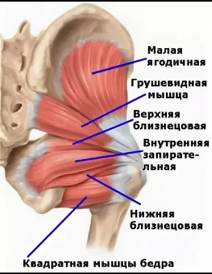 Энциклопедия - Кости и суставы