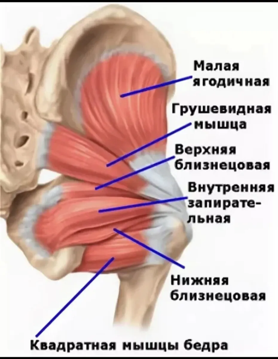 Мышцы бедер и ягодиц анатомия