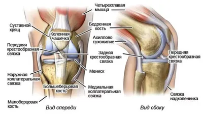 Здоровье суставов и возраст человека - есть ли взаимосвязь? / Новости/Акции  - Том Терра