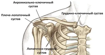 Лопаточно-грудной сустав - KinesioPro