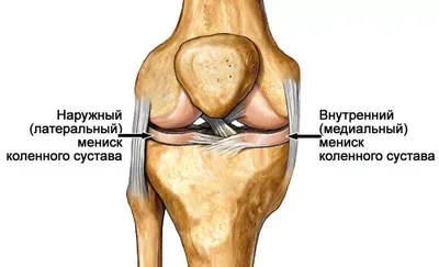 Ребра и связующие суставы (анатомия человека) плакат глянцевый А2+, плотная  фотобумага от 200г/м2 - купить с доставкой по выгодным ценам в  интернет-магазине OZON (264382385)