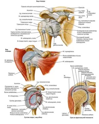 Плечевой сустав — Травмаорто