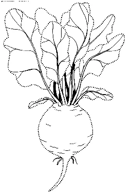 Раскраска Свекла | Раскраски простые овощи для маленьких детей