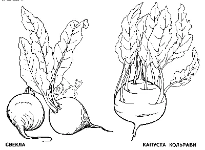 Свекла в цветных картинках и рисунках для детей