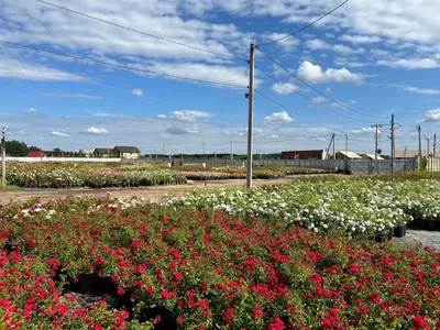 РусРоза, садовый центр, Московская область, городской округ Солнечногорск,  деревня Якиманское — Яндекс Карты