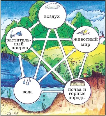 51. Компоненты биосферы