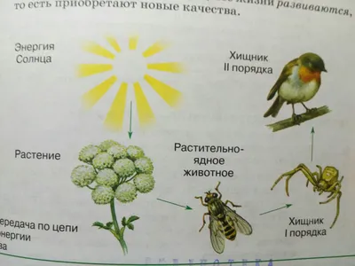 Стоит ли покупать Рублев С., Стрелецкая А. "Большая энциклопедия для умных  мальчиков и любознательных девочек"? Отзывы на Яндекс Маркете