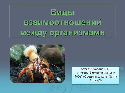 Растения и животные рисунок окружающий (47 фото) » рисунки для срисовки на  Газ-квас.ком