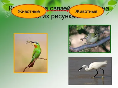 Адвокат - купить, цена и отзывы, Адвокат инструкция по применению, дешевые  аналоги, описание, заказать в Москве с доставкой на дом