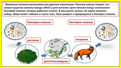 Проект «Животные севера и юга» (старшие-средние группы) (19 фото).  Воспитателям детских садов, школьным учителям и педагогам - Маам.ру