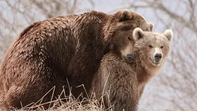 Наши представления о половых различиях, возможно, в корне неверны - BBC  News Русская служба