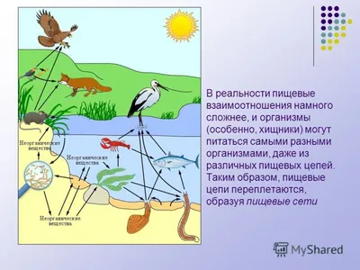 Окружающий мир - задания для 2-ого класса