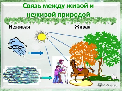 Окружающий мир. 2 класс. Тесты. К учебнику А.А. Плешакова - Бук-сток