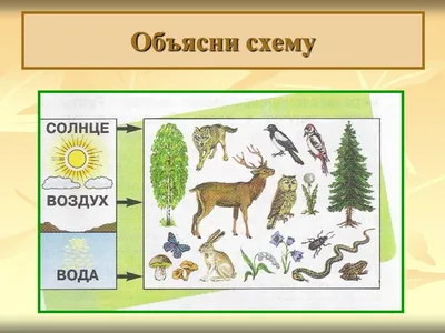 Связь между живой и неживой природой рисунок - 68 фото