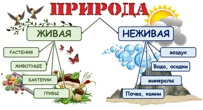 Иллюстрация 21 из 49 для Окружающий мир. 2 класс. Рабочая тетрадь. В 2-х  частях. Часть