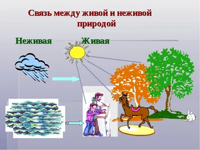 Связь между живой и неживой природой #49