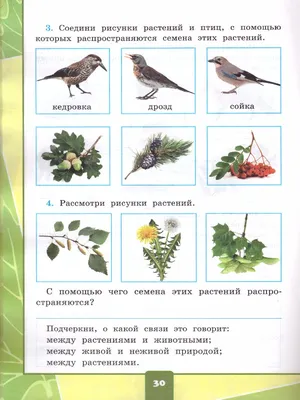 Страница 19 — ГДЗ по Окружающему миру для 2 класса Рабочая тетрадь Плешаков  А.А. Часть 1. - ГДЗ РЕД