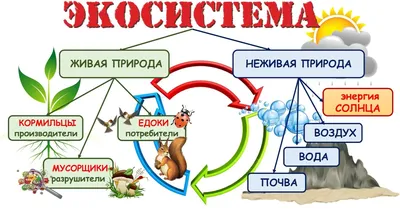 Связь между живой и неживой природой рисунок - 68 фото