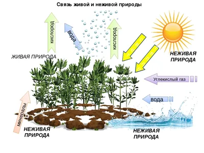 Картинки о взаимосвязи живой и неживой природы (40 картинок) - Pichold