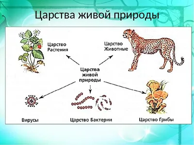 Пищевые связи. Круговорот веществ и энергии в экосистемах. | PDF