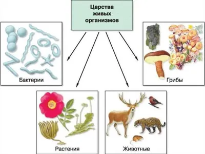 Твой Новый Мир - ТЕСТ У нас прочная связь с миром животных и растений.  Психологи изучили эту связь, чтобы раскрыть скрытые аспекты нашей личности.  Взгляните на деревья и выберите то, которое вам