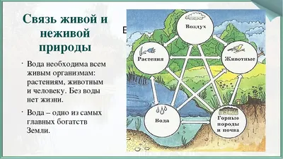 Фотосинтез — Википедия