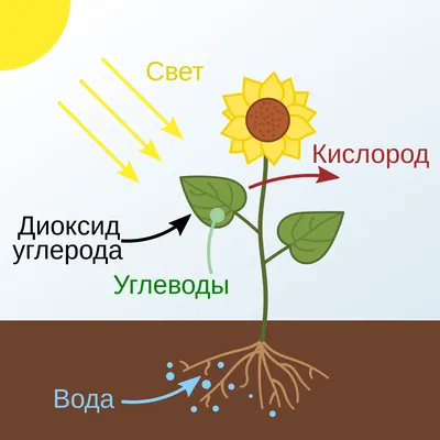 Еле живая природа. По всей планете вымирают животные и растения. Чем это  грозит человечеству?: Климат и экология: Среда обитания: 