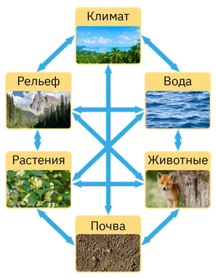 40. Биоценоз и биотоп. Связи организмов в биоценозах: Фабрические связи