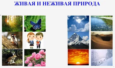 Связь живой и неживой природы #14