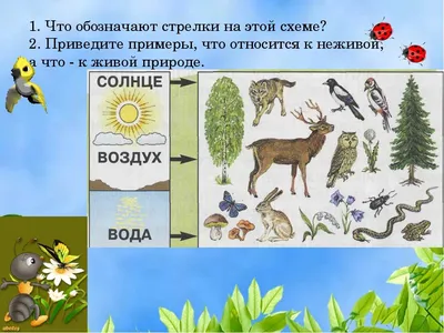 Картинки связь между живой и неживой природой (67 фото) » Картинки и  статусы про окружающий мир вокруг