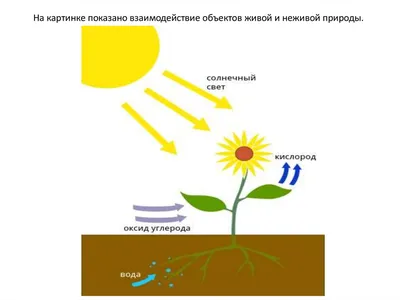 Объекты живой и неживой природы - презентация онлайн