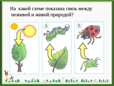 Презентация на тему: "Живая и неживая природа Цель: Показать взаимосвязь  между живой и неживой природой. Занятие разработано педагогом  дополнительного образования Павловской.". Скачать бесплатно и без  регистрации.