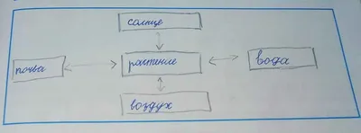 Связь между живой и неживой природой рисунок - 68 фото