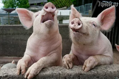Свиньи и этика: чем опасны новые эксперименты на мозге животных | 