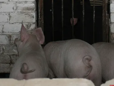 Обои трава, свинья, свинка, поросенок, свин, свинюшка, свиненок, кабаноси,  свинюха картинки на рабочий стол, раздел животные - скачать