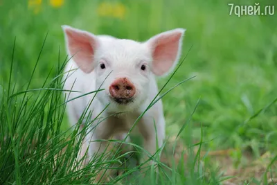 Может ли свинья быть настоящим другом человеку? | Проза жизни |  ШколаЖизни.ру