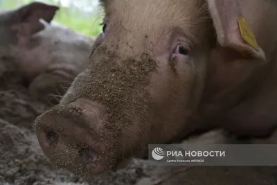 Барнаул | На Алтае свинья покусала ребенка в зоопарке "Лохматая ферма" -  БезФормата