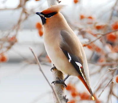 Свиристель - eBird