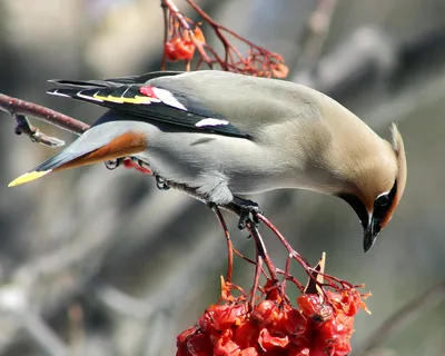 Свиристель - eBird