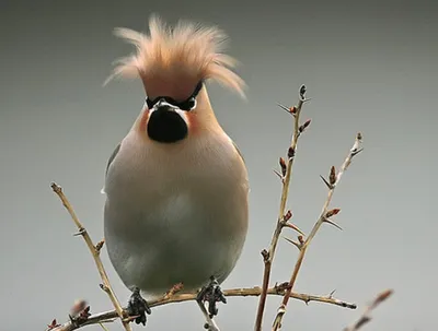 Свиристель - eBird