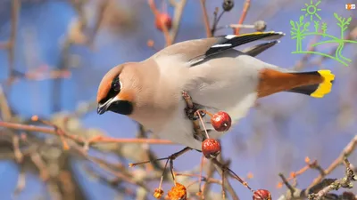 Голоса птиц Как поёт Свиристель (Bombycilla garrulus) - YouTube