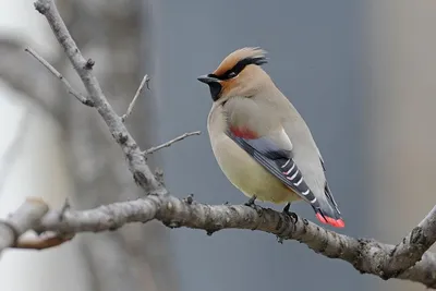 Свиристель (Bombycilla garrulus)