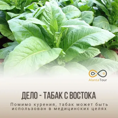 Табак Вирджиния Голд: купить на развес Virginia Gold 1 кг | Tobaccom