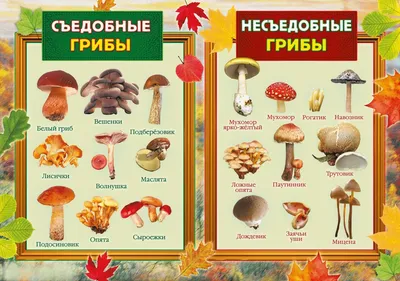 Таблица съедобных грибов картинки